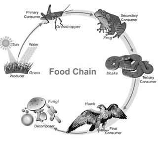 forest food web examples