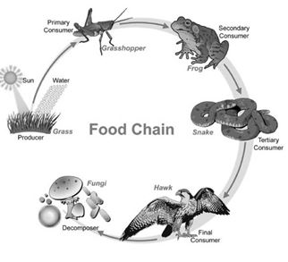 forest food chain