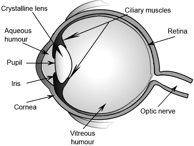 human eyes images