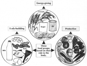 Food And Its Components - Practically Study Material