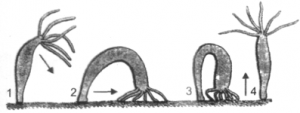 looping movement in hydra