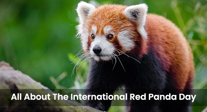Six Red Panda Facts for International Red Panda Day